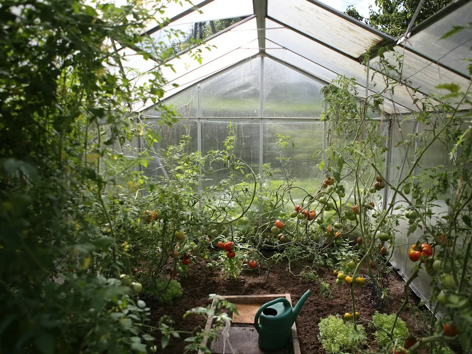 Interior de un invernadero con tomateras y regadera