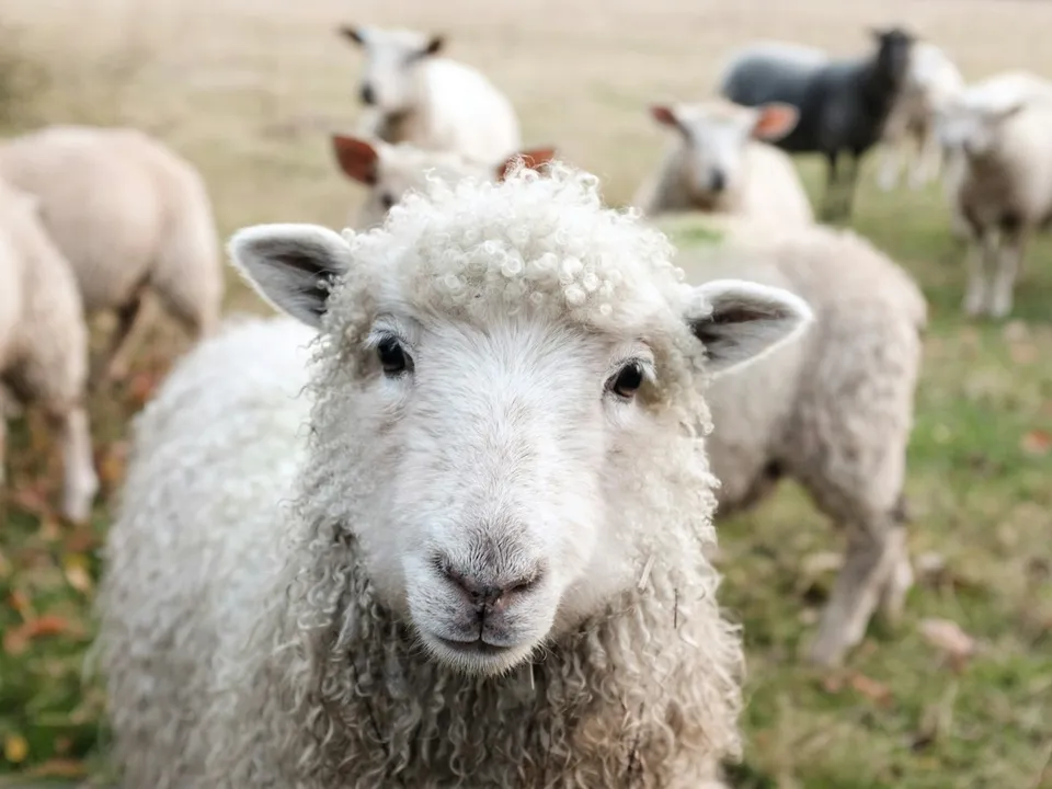 Oveja mirando a cámara en una pradera con el rebaño detrás