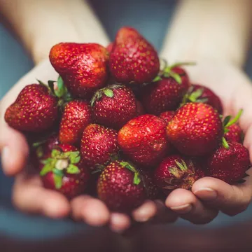 Hands holding freshly picked strawberries