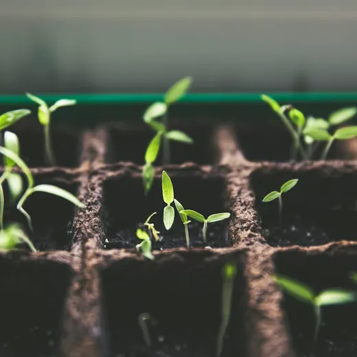 Seedling tray with freshly sprouted shoots